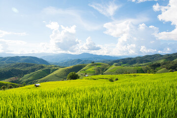 Green rice field with mountain background at Pa Pong Piang Terraces Chiang Mai, Thailand