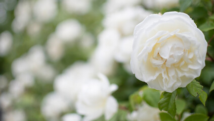Cream, white roses background. 