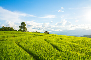 Fototapeta premium Green rice field with mountain background at Pa Pong Piang Terraces Chiang Mai, Thailand