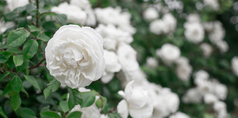 Beautiful white roses background. 
