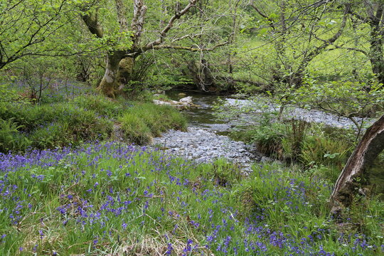 A walking track and views beside the Dulas River near Corris, Gwynedd, Wales, UK.