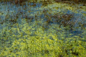 View of the lake, which begins to turn into a swamp. Green duckweed, bog. Swamp vegetation. Evening. Spring. Georgia.