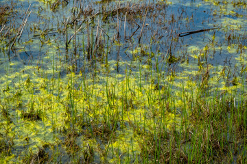 View of the lake, which begins to turn into a swamp. Green duckweed, bog. Swamp vegetation. Evening. Spring. Georgia.