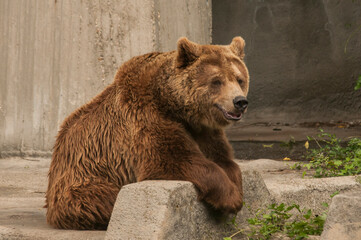 Brown grizzly bear closeup in zoo garden