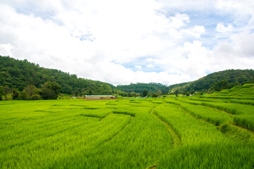 Fototapeta na wymiar Green rice field with mountain background at mae klang luang Chiang Mai, Thailand