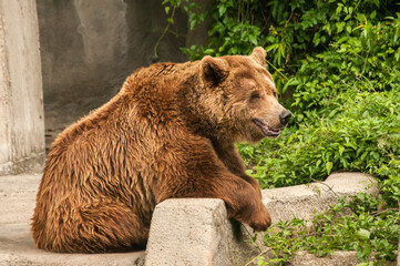Brown grizzly bear closeup in zoo garden