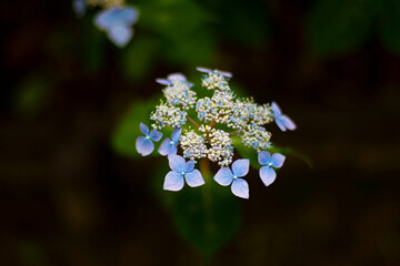 紫陽花