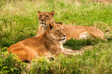 Fototapeta na wymiar Female lions lying on green grass meadow
