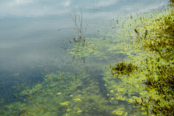 View of the lake, which begins to turn into a swamp. Green duckweed, bog. Swamp vegetation. Evening. Spring. Georgia.