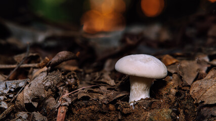 White mushroom on dirty ground which can be used as wallpaper.