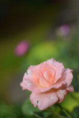 close up of salmon pink rose / サーモンピンクのバラの花（マクロ接写）
