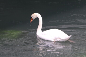 swan on the lake