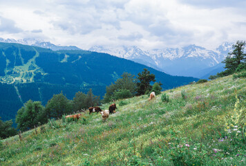 Fototapeta na wymiar Cows graze in a meadow in the mountains