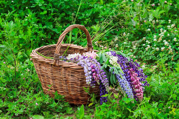Fototapeta na wymiar Basket with lupine flowers in garden