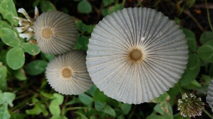 Obraz premium mushroom in the forest