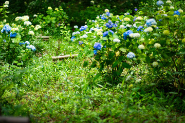紫陽花