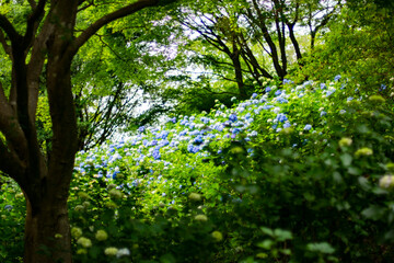Fototapeta premium 紫陽花