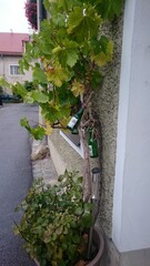 Wyborne wino
