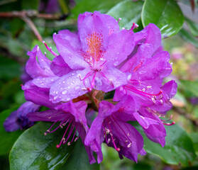 Gouttes de Pluie sur rhododendron