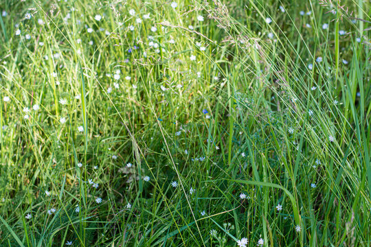 Herbaceous, forest flowers Stellaria graminea in grass.
