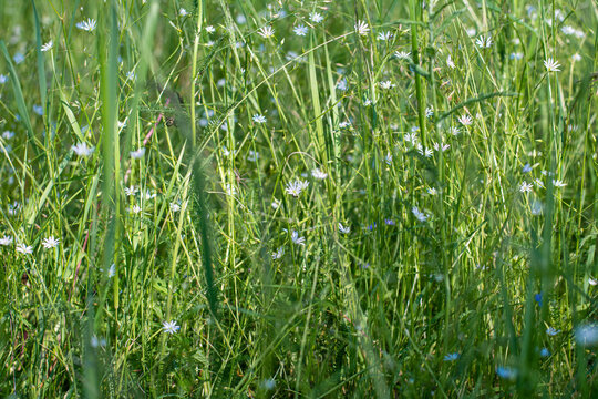 Herbaceous, forest flowers Stellaria graminea in grass.