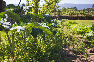 Beautiful green kale leaves in a home farm