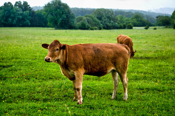 Fototapeta na wymiar brown cows standing outdoors on farmland