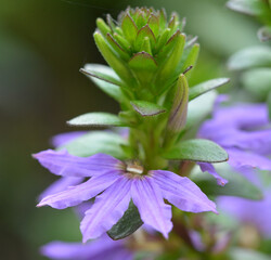 Petite fleur mauve
