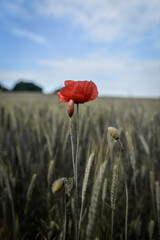 poppy in a wheat field