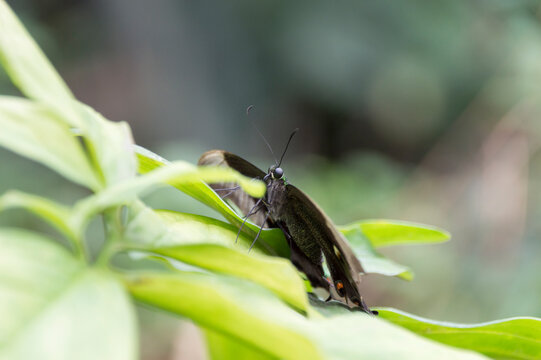 A One-spotted Prepona (Archaeoprepona Demophon)