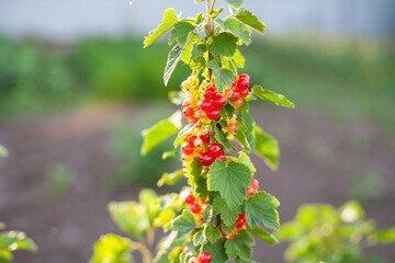 Redcurrant, a member of the genus Ribesin the gooseberry family Grossulariaceae, native to western Europe
