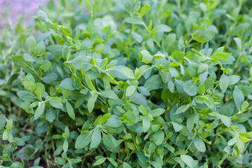 Polygonum aviculare or common knotgrass is a plant related to buckwheat and dock. It is also called prostrate knotweed, birdweed, pigweed and lowgrass