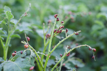 Red larvae of Colorado potato beetle on potato bushes. Beetles eat potato leaves
