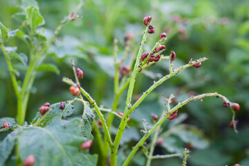 Red larvae of Colorado potato beetle on potato bushes. Beetles eat potato leaves