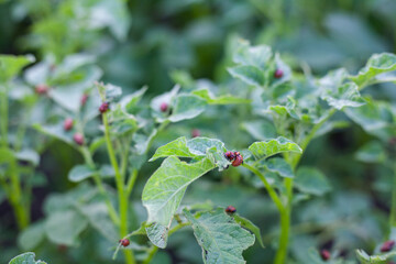 Red larvae of Colorado potato beetle on potato bushes. Beetles eat potato leaves