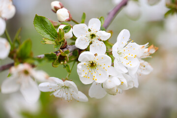 Cherry tree blossom in spring