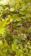 blueberries on a branch © Bogumil