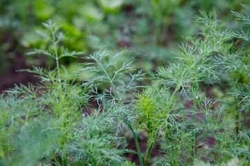 green dill in the garden