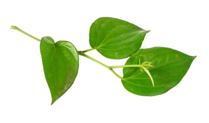 Fototapeta na wymiar Betel leaf (Piper betle), isolated on a white background