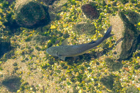 Image Of Fish In Clear Water Close Up Top View