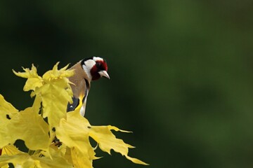 The European goldfinch or simply the goldfinch (Carduelis carduelis) sitting on the yellow tree. - Powered by Adobe