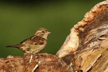 A House sparrow (Passer domesticus) feline sitting on the branche.