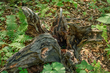 Driftwood in summer forest. Selective focus.