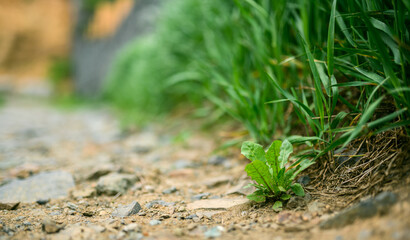 Fresh green grass as background. Selective focus with shallow depth of field.
