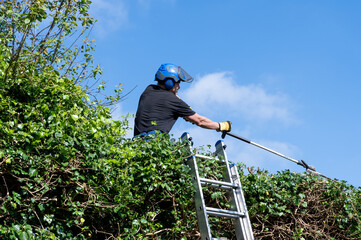 High Hedge Trimming. - 358980331