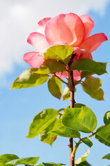 Beautiful red rose in front of blue sky