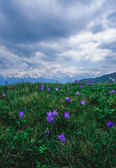 Wild lilac wildflowers with mountain views