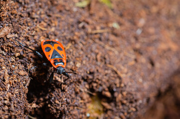 macro shot of a red bug (Pyrrhocoridae )