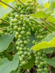 Allotments in Poland