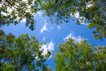 Russian nature landscape with green field, tree and blue sky